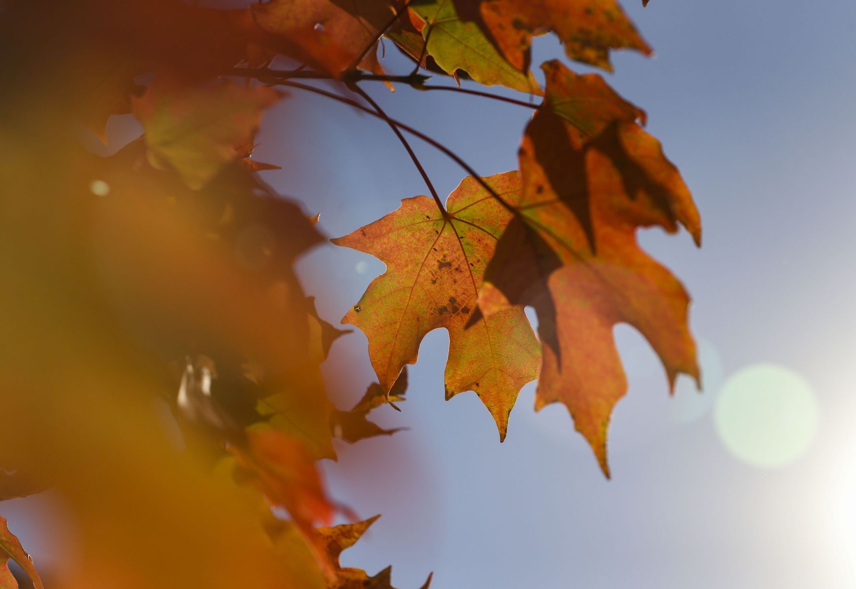 Fall starts to pop